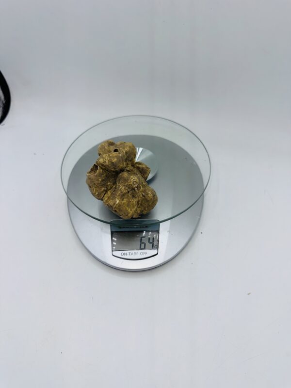Tartufo Bianco d' Alba Tuber Magnatum Pico prov. Alta Langa   gr.64 (  h codice di identificazione interno)
