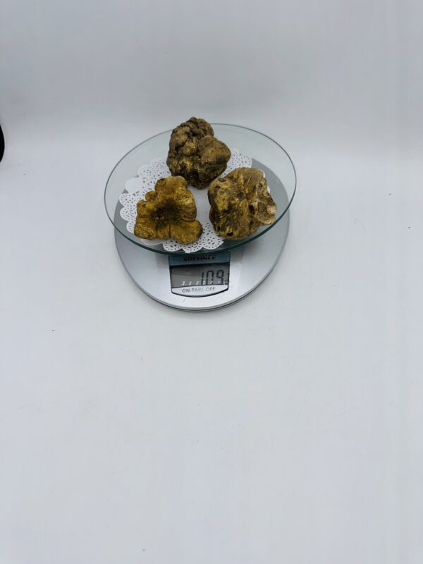 Tartufo Bianco d' Alba Tuber Magnatum Pico Prov.Alta Langa cavato il 21/12/25 gr.109   ( codice di tracciabilita' interno)