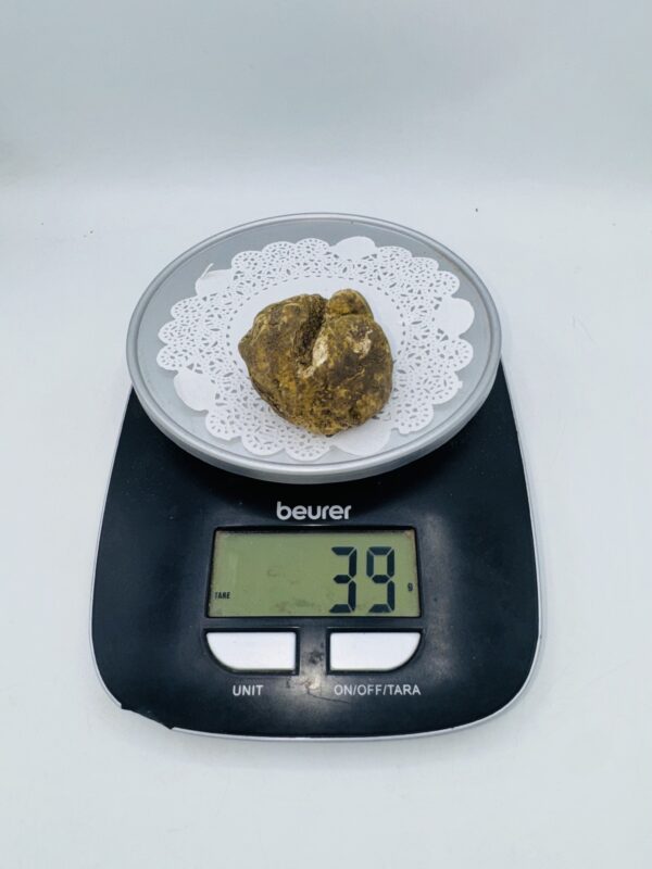 Tartufo Bianco d' Alba Tuber Magnatum Pico Prov. Alta Langa gr.39