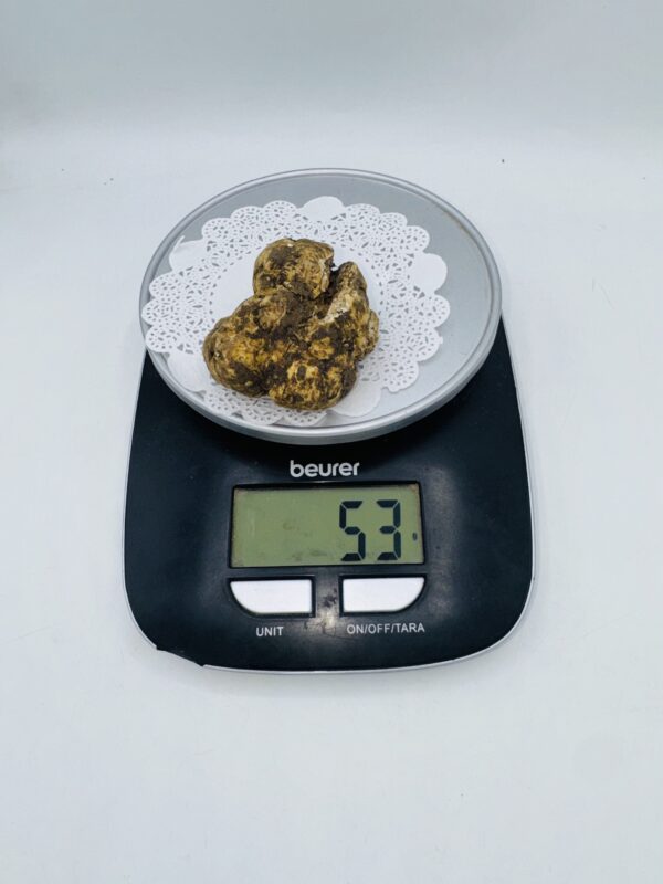 Tartufo Bianco d' Alba Tuber Magnatum Pico Prov. Alta Langa gr.53