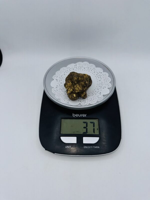 Tartufo Bianco d' Alba Tuber Magnatum Pico Prov. Alta Langa gr.37