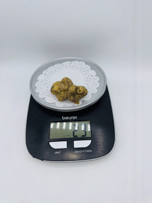 Tartufo Bianco d' Alba Tuber Magnatum Pico Prov. Alta Langa gr.23