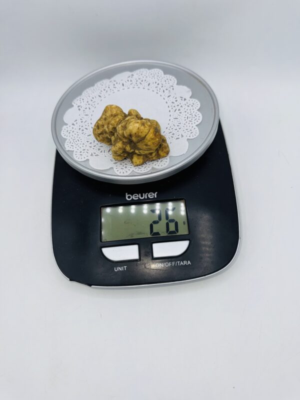 Tartufo Bianco d' Alba Tuber Magnatum Pico Prov. Alta Langa gr.26