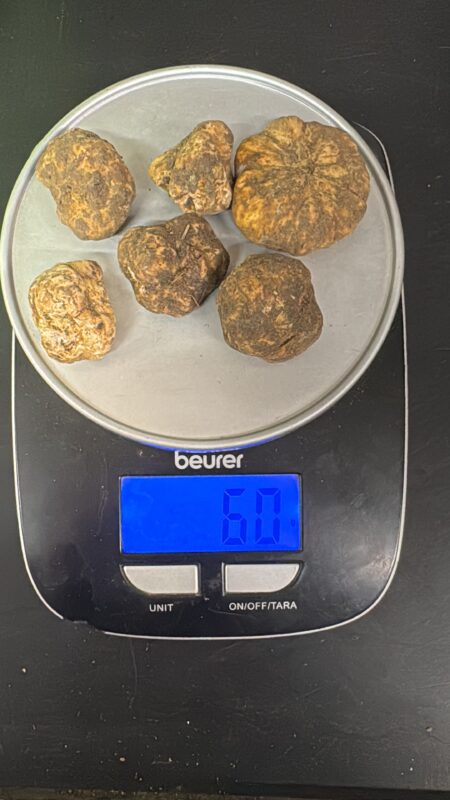 Tartufo bianco  d' Alba Tuber magnatum pico prov. Alta Langa gr.60 ultima disponibilita' data di raccolta 07/01/2026