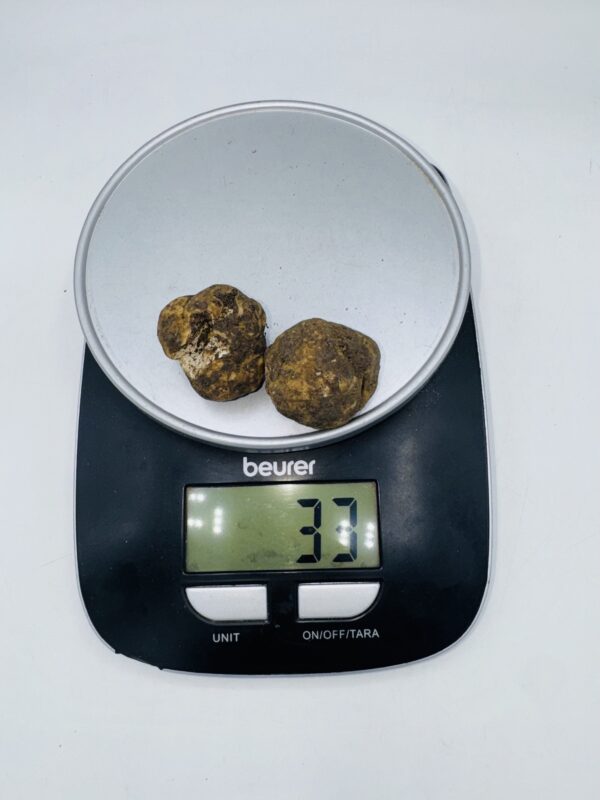 Tartufo bianco d' Alba Tuber Magnatum Pico Prov. Alta Langa gr.33