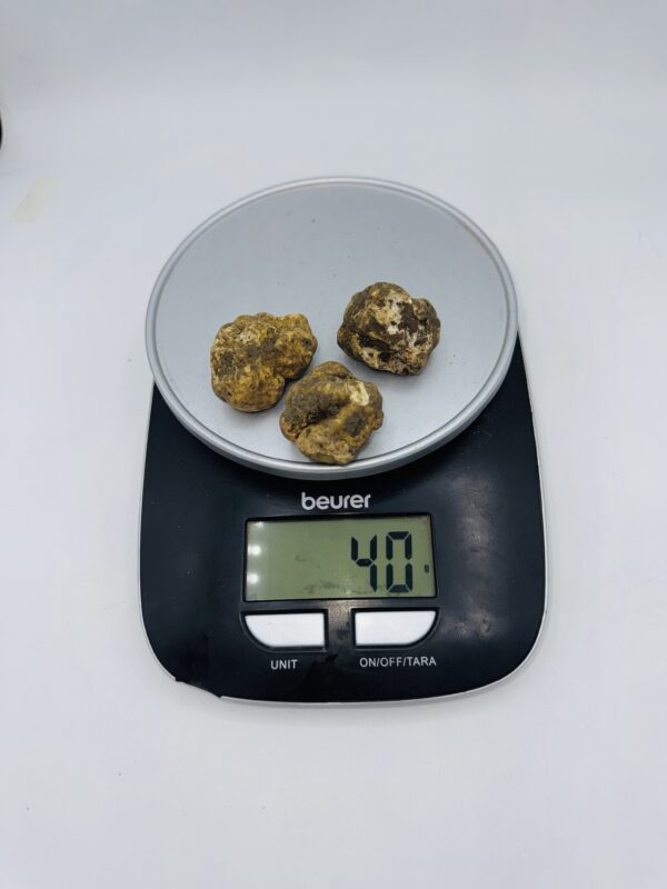 Tartufo bianco d' Alba Tuber Magnatum Pico Prov. Alta Langa gr.40